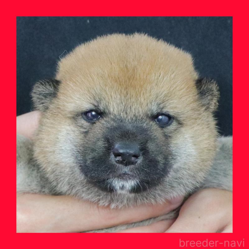 販売中の愛知県の柴犬-412182